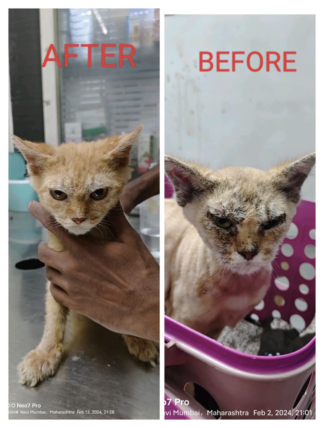 Before and after photos of a kitten treated for a skin infection by Dr. Pooja Hirulkar