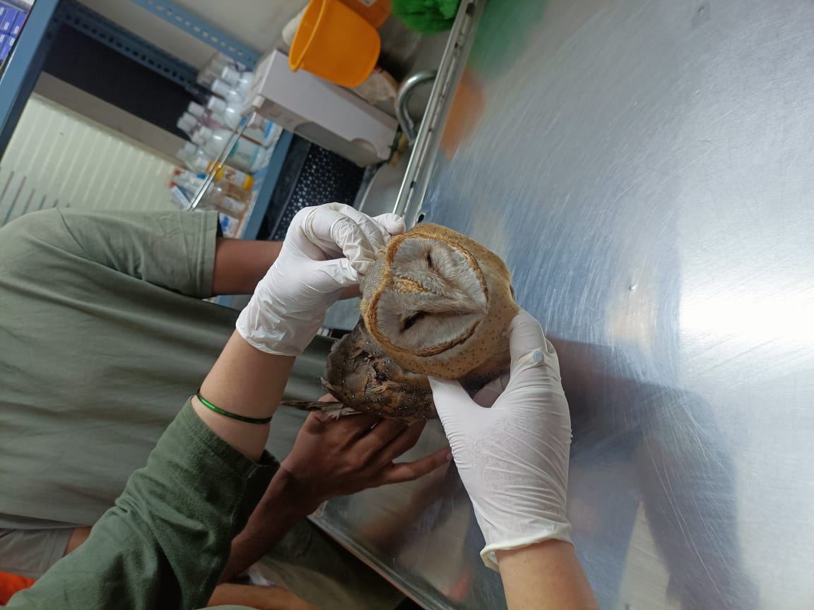 Dr. Pooja Hirulkar treating a rescued barn owl